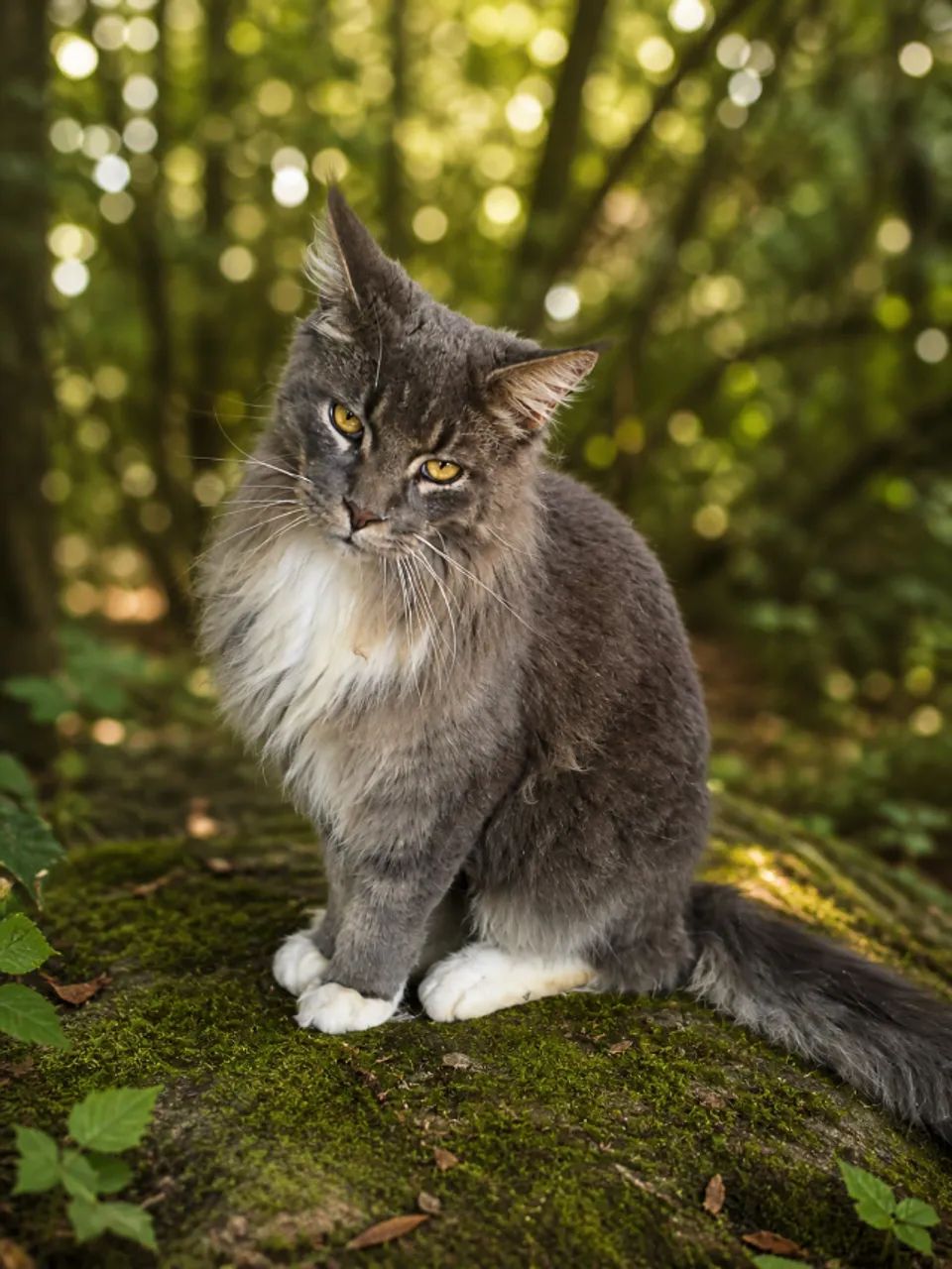 Filhote de gato raça maine coon cinza gigante