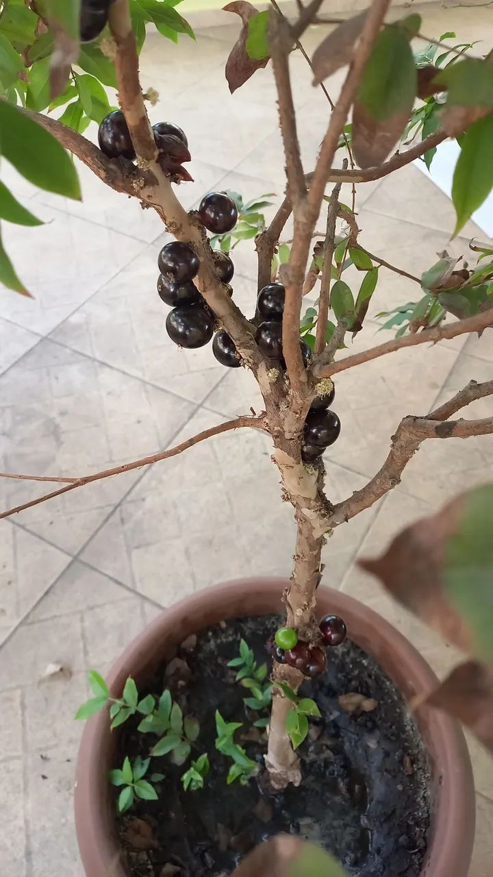 2 frutíferas 