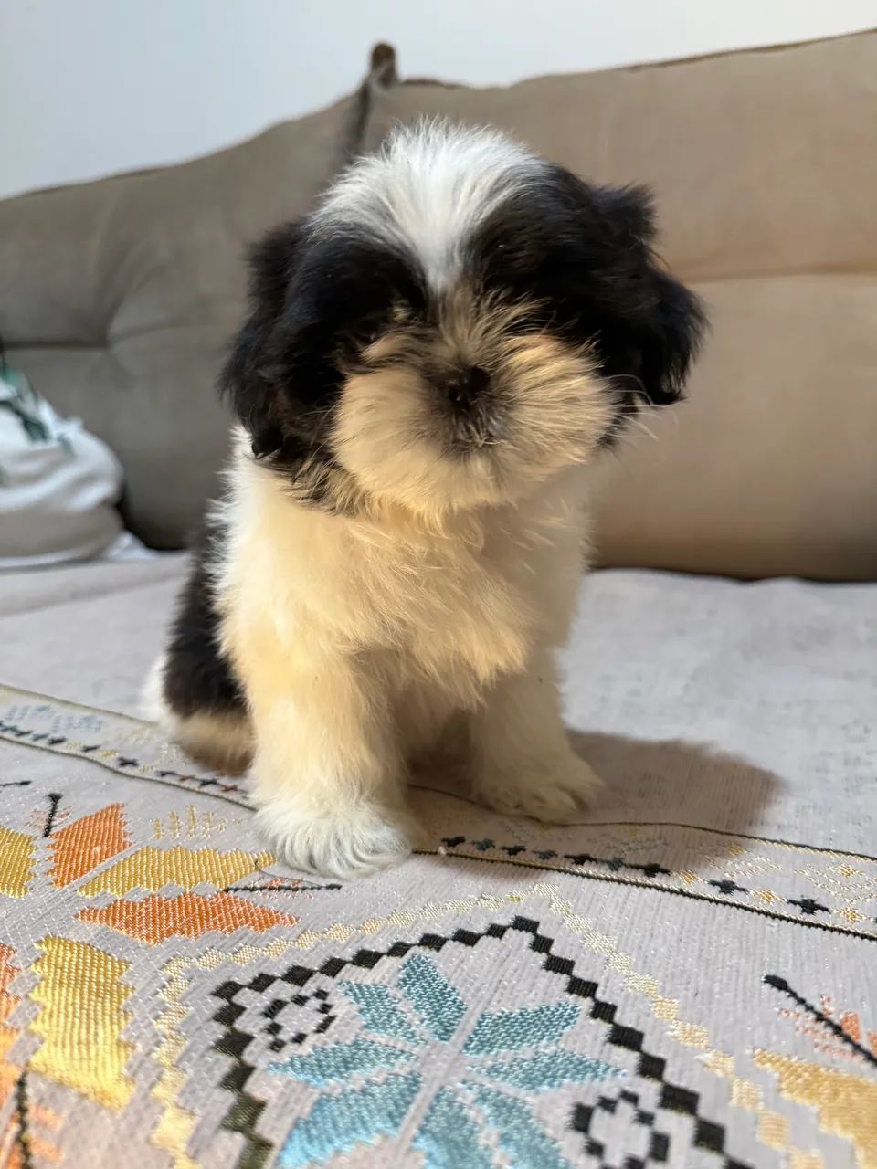 Shitzu fêmeas com pedigree  - Foto 4