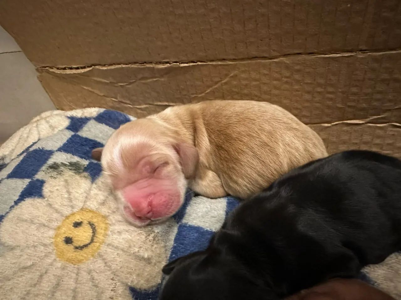 COCKER SPANIEL INGLÊS - MACHO E FÊMEA 