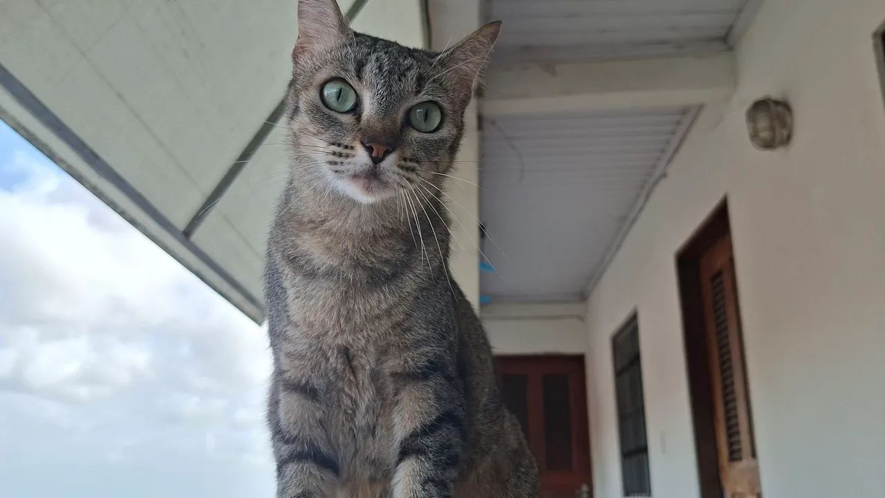 Doação  - Foto 4