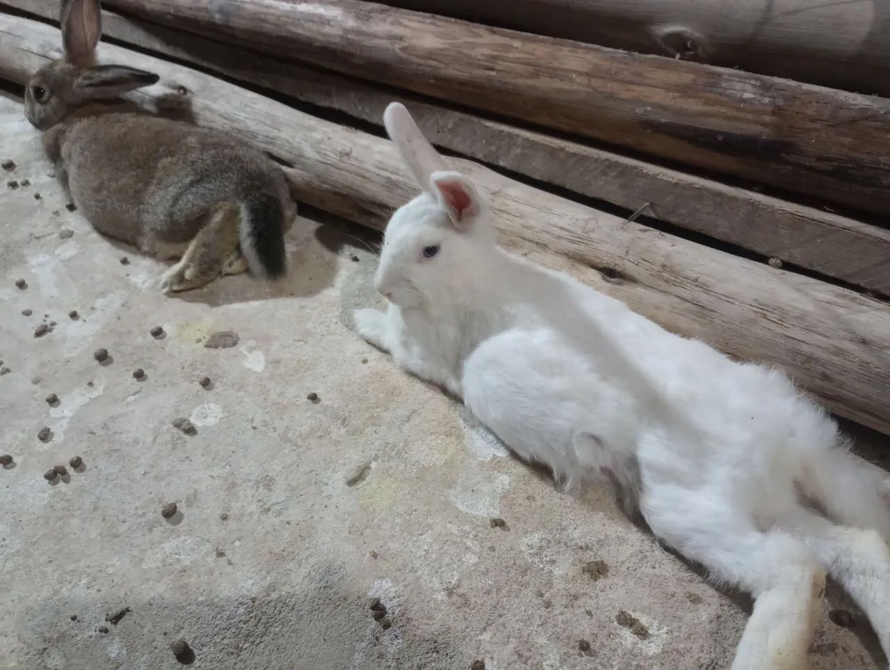 Vende -se Coelhos filhotes e adultos. - Foto 2