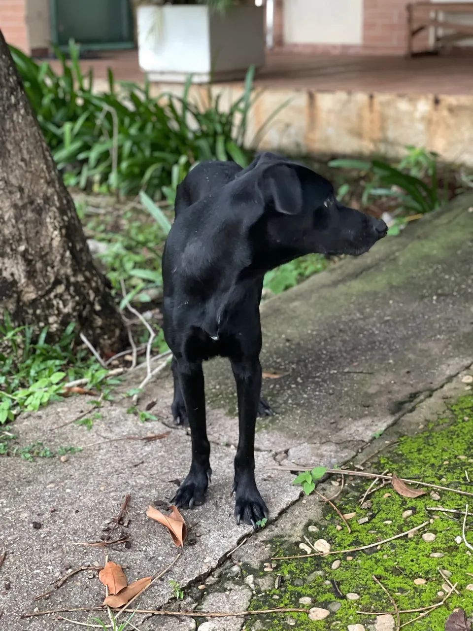 cachorra para adoção  - Foto 3