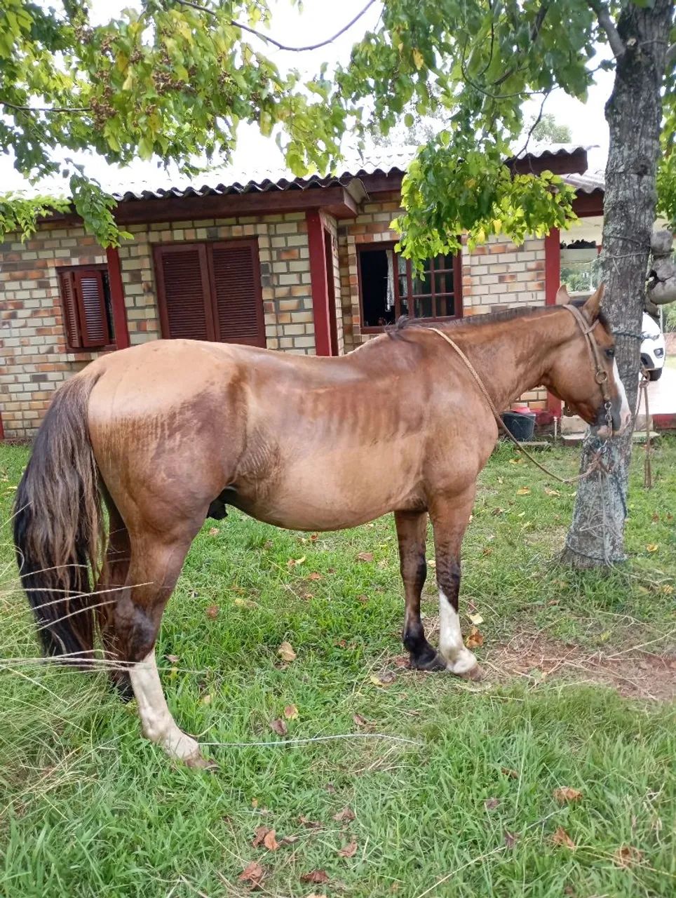 BARBADA, LINDO BAGUAL, CONFIRMADO MUITO MANSO. - Foto 4