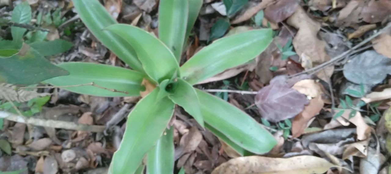 3 mudas de Calysia Fragrans - raíz nua