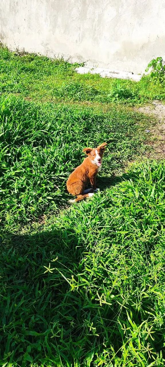 Filhotes de border collie 