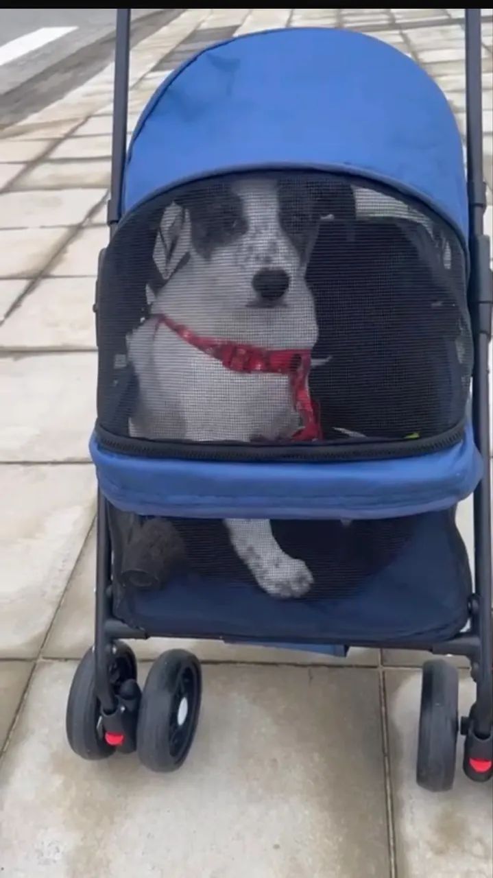Carrinho de transporte para pet - semi novo até aproximadamente 6-8  - Foto 4
