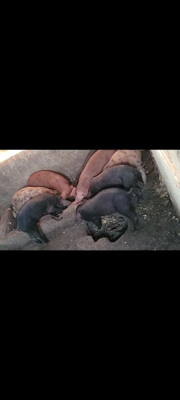 Leitão porca prenha e um barão durok  - Foto 3