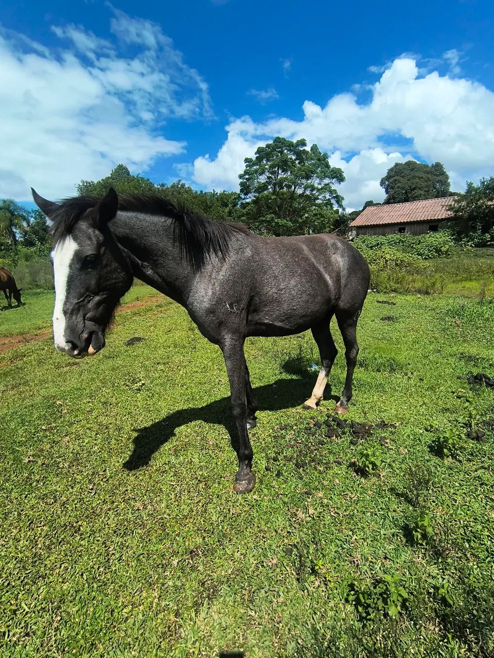 Potranca recém domada 
