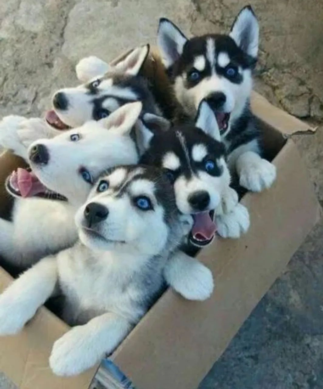 Husky Siberiano filhote 