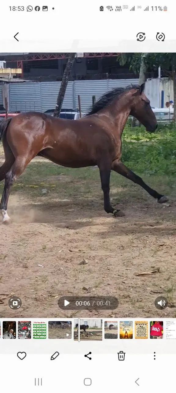 Cavalo de passeio - Foto 3