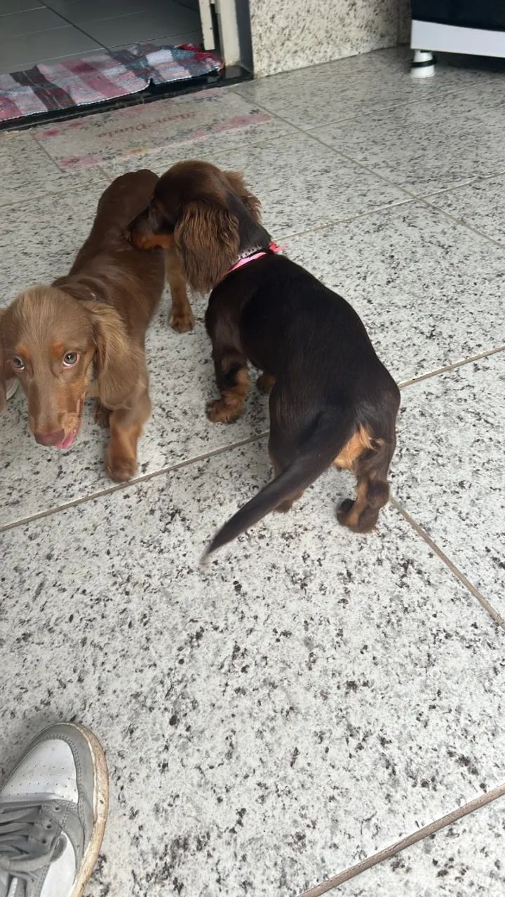 Animais