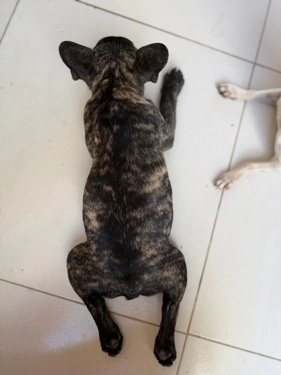 Buldogue francês macho - Foto 3
