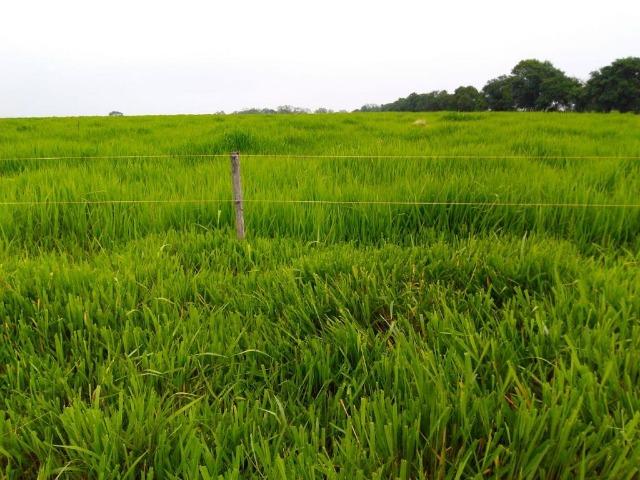 Fazenda 2085 ha Juara MT - Foto 6