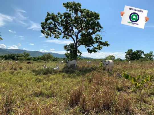 Fazenda 1000 ha região do olho d´água - Foto 17