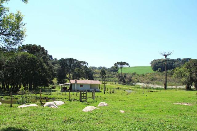 Chácara Araucária, 284.000m², tanques, nascente - Foto 4