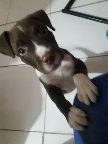 Cachorro - Foto 3