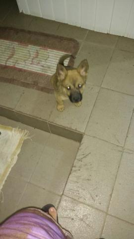 Filhote de chow-chow - Foto 2