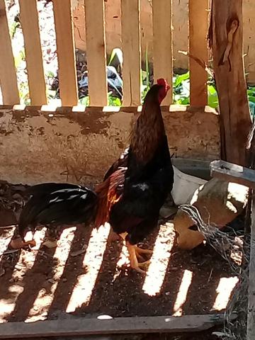 Galo da india - Foto 3