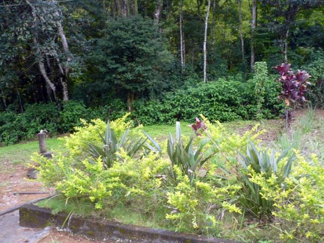 Sítio em Banquete/Bom Jardim-RJ - 8.000m2 - Foto 5