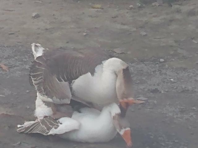 Vendo um casal de ganso