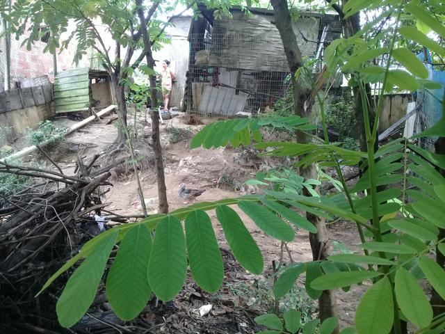 Terreno no viver melhor 1etp r$25,000,00 - Foto 3