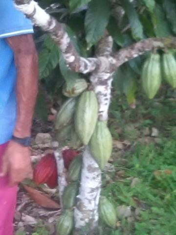 Vendo fazenda em Gandu BA - Foto 5