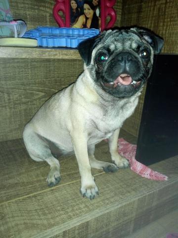 Pug femia pequeno porte - Foto 4