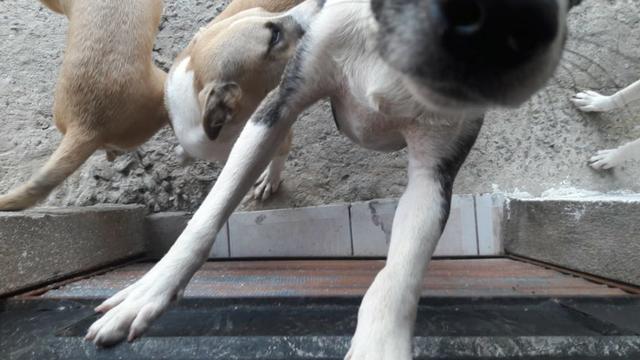 Cachorros para doação! - Foto 5