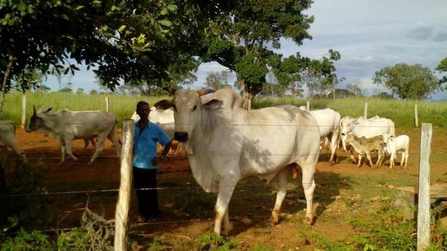 Fazenda Ribeirão - Foto 5
