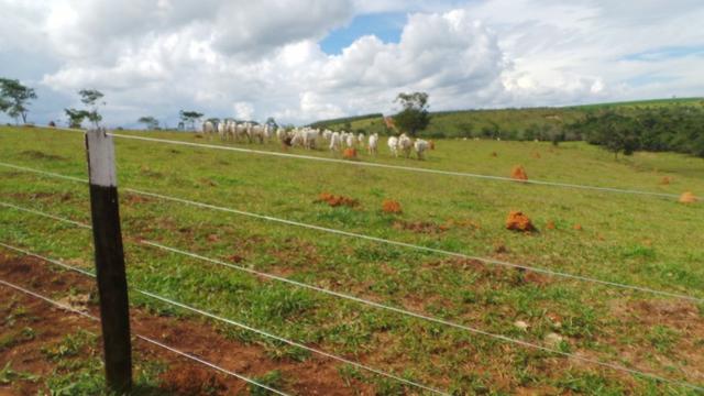 Sítio 22 hectares em Planalmira - Foto 12