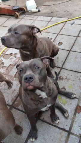 American staffordshire terrier
