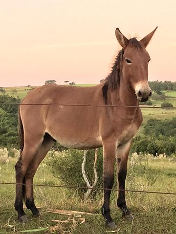 Vende-se - Foto 2