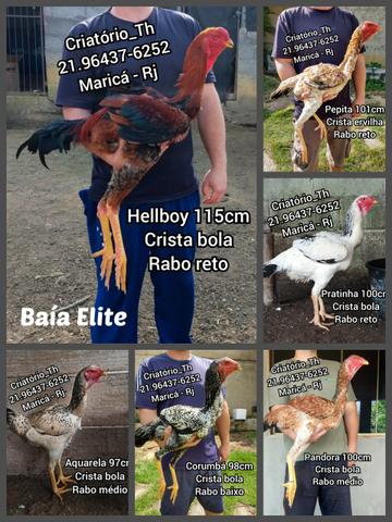 Pintinhos Índio Gigante Baía Elite - Foto 3