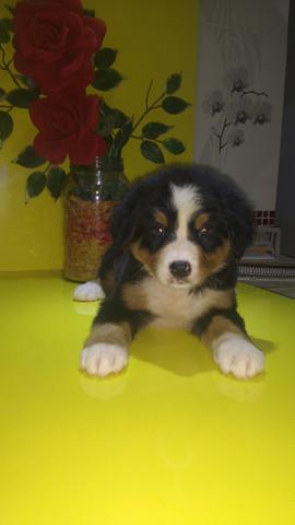 Bernese fêmea