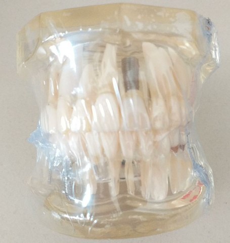 Modelo da arcada dentária - Odontologia - Foto 2
