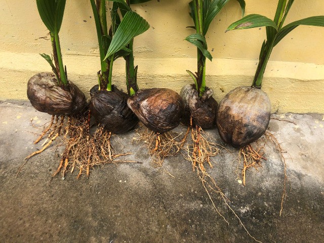 Mudas de coqueiro híbrido (Aproveitamento da Água e Castanha) - Foto 2