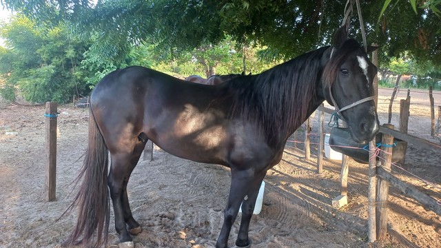 Cavalo preto 