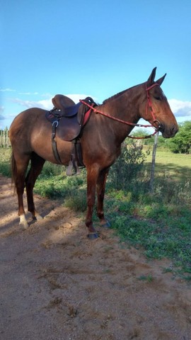 Égua top de picado 