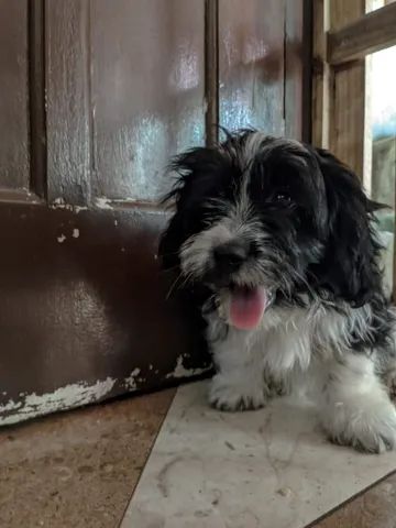 Filhote Lhasa Apso - Foto 4