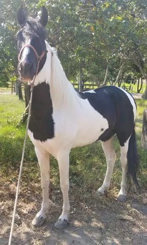 COBERTURA de Cavalo / Garanhão Pampa de Preto filho do Ulisses Meaipe - Foto 5