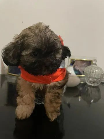 Vendo-shih Tzu puro! 