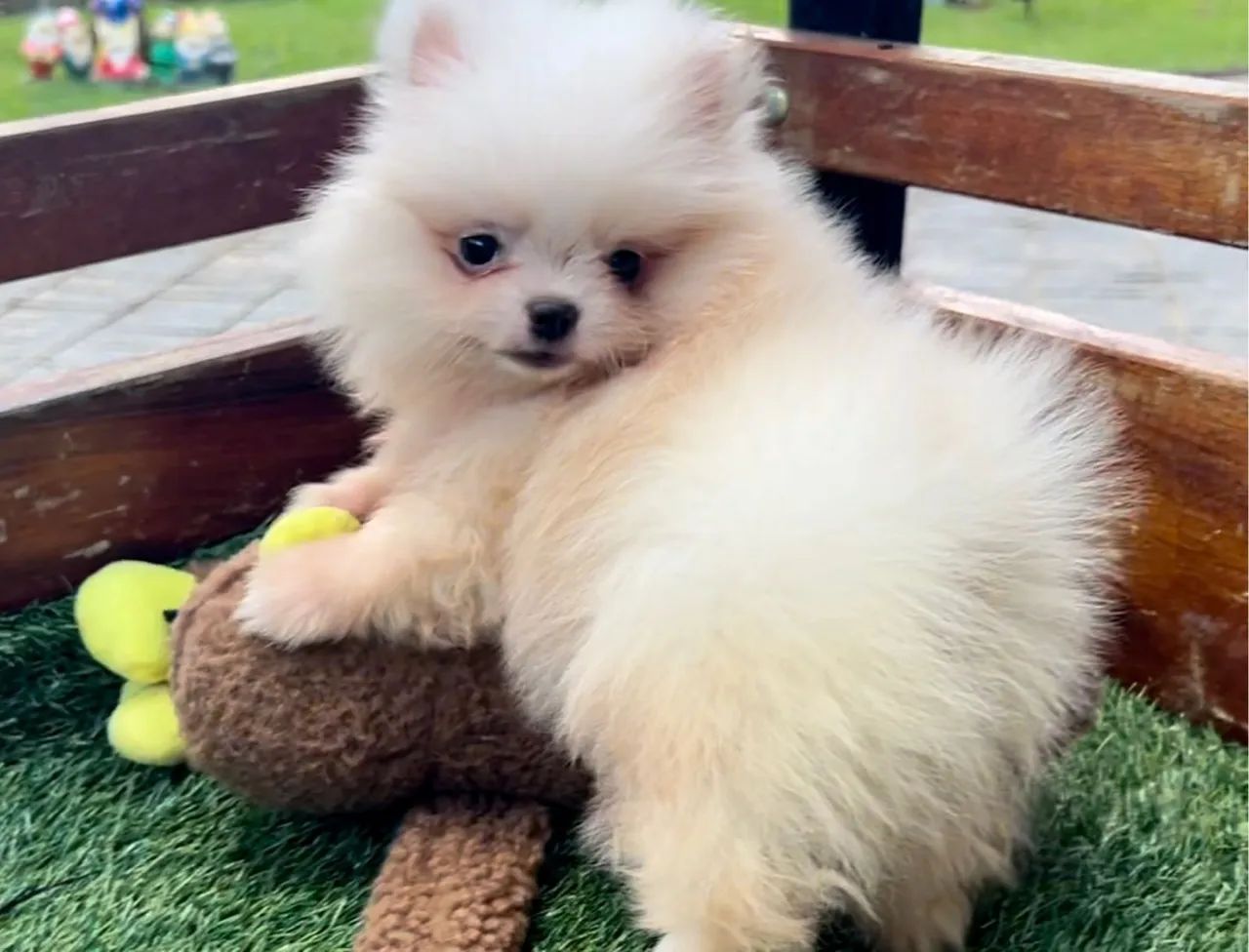 Floquinho de amor !! Spitz com pedigree 