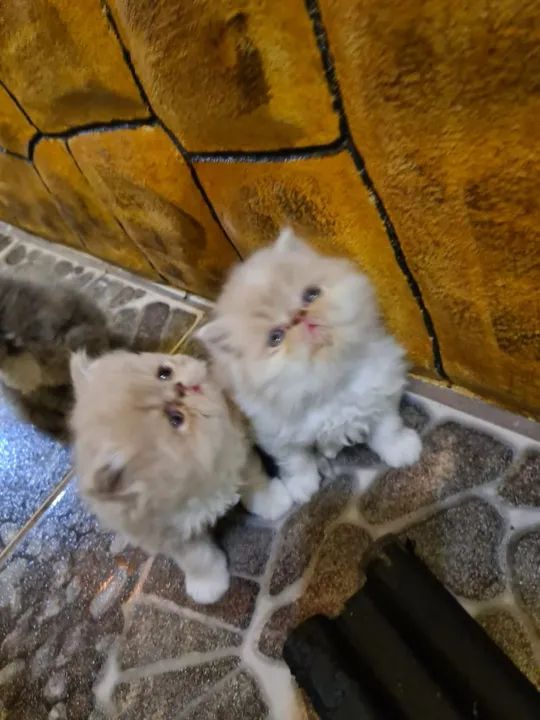 Persa na cor creme filhotes... - Foto 4