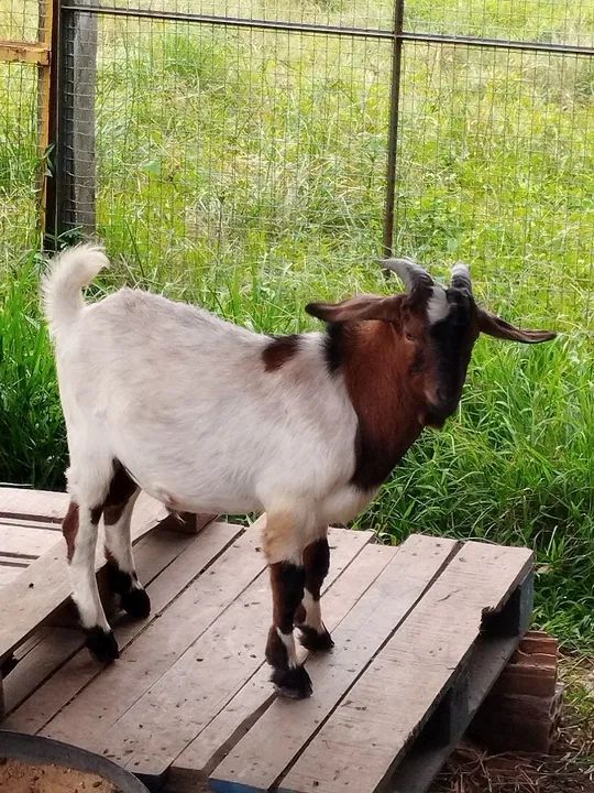 Cabras e Bodes - filhotes e adultos  - Foto 3
