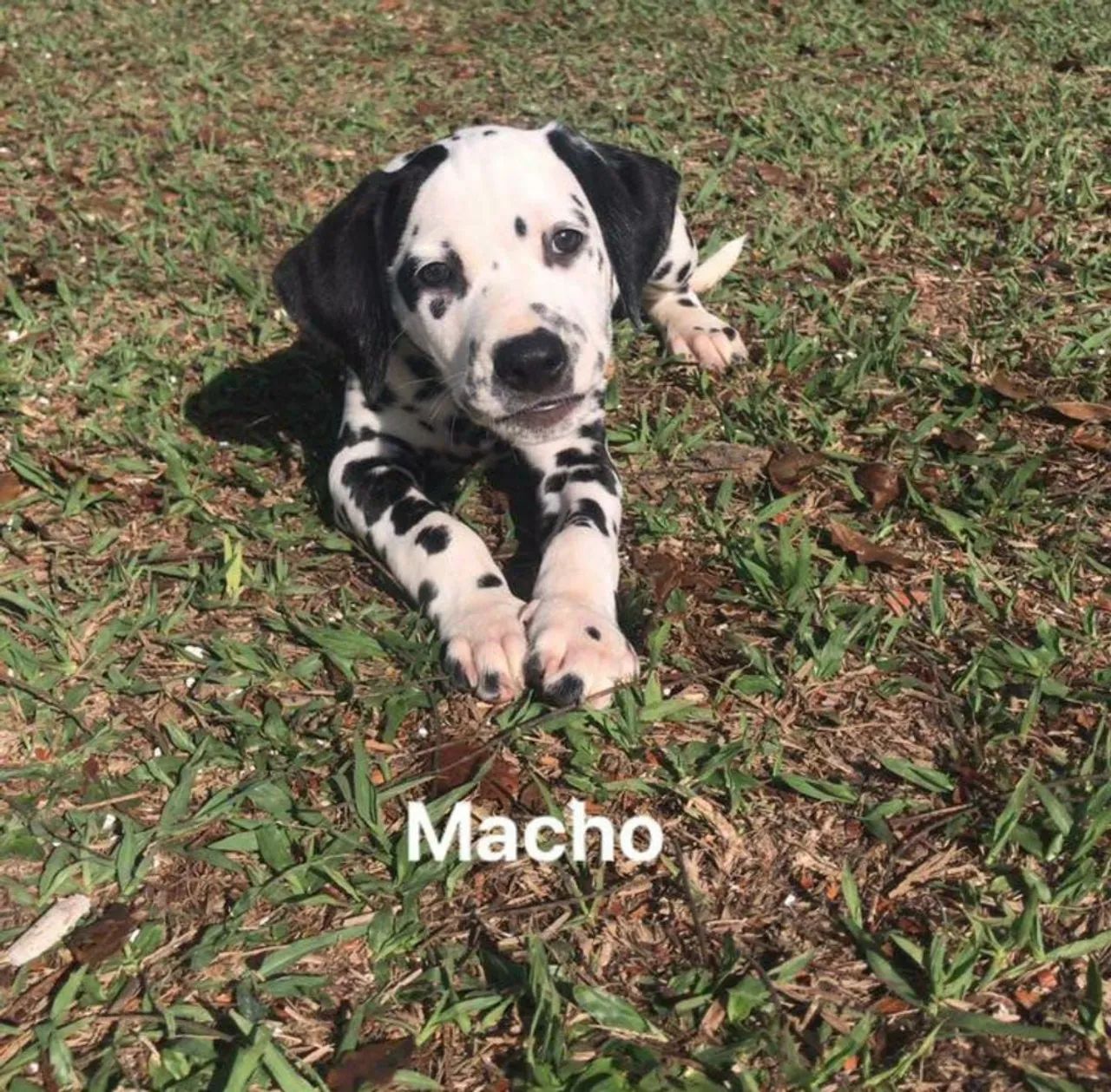 Dalmata filhotes vacinados a pronta entrega.. - Foto 2