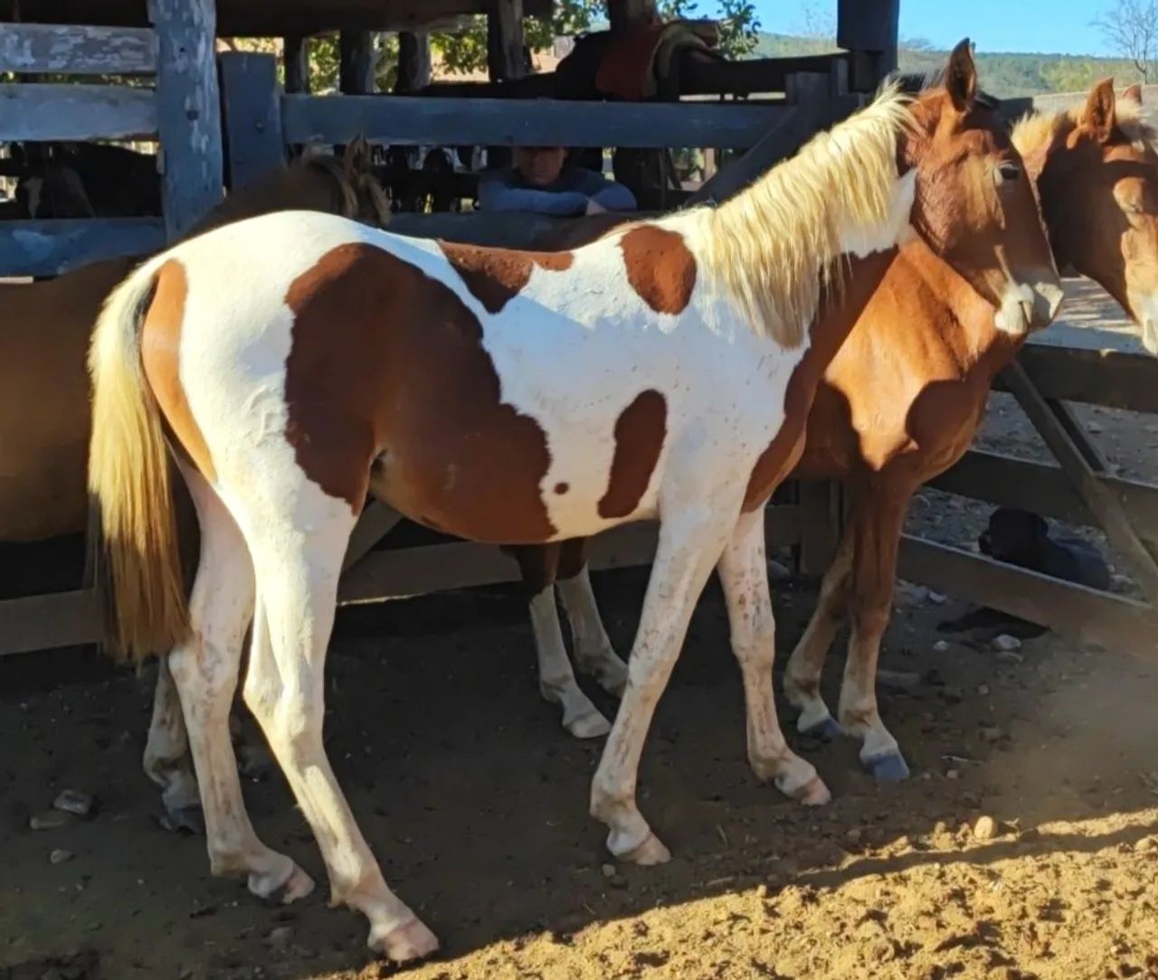 Potro Pampa alto nivel - Foto 2