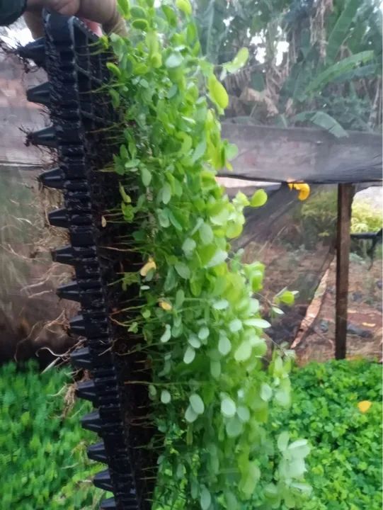 Mudas de Sansão do campo - Foto 4