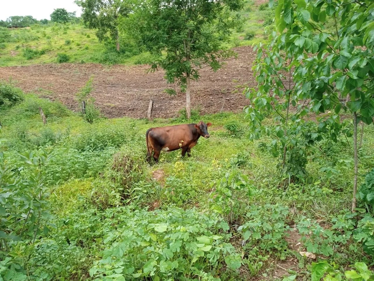 Gado jovem preço a combinar - Foto 4