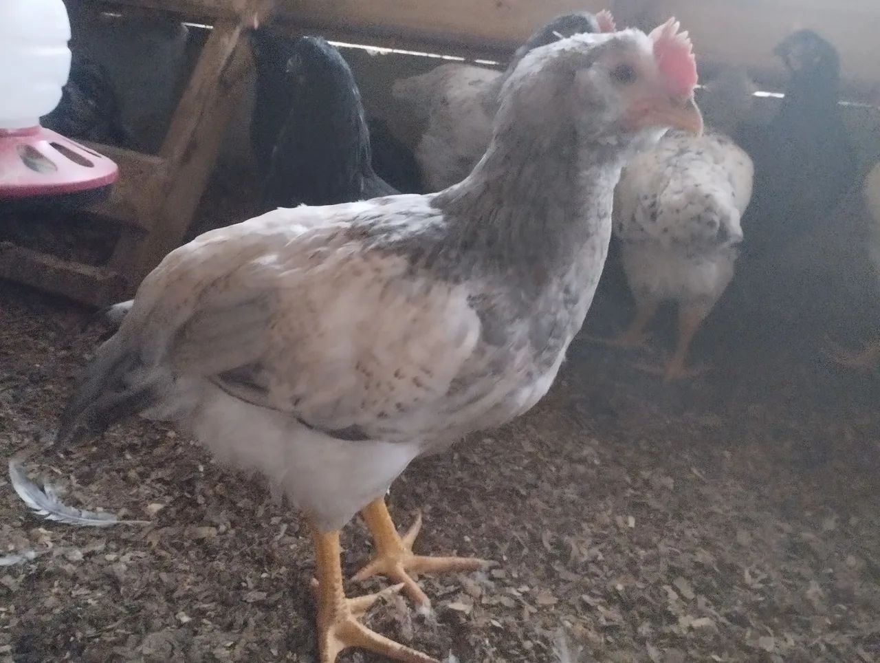 Galinhas caipira e galinhas sertanejo balão - Foto 6